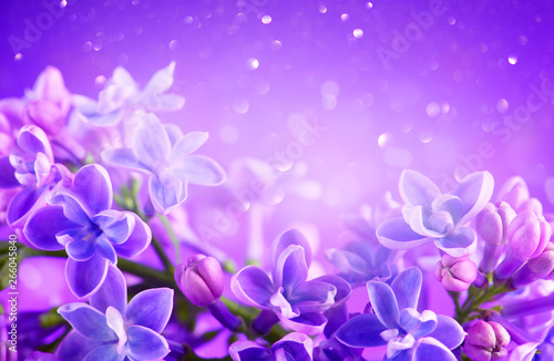 Lilac flowers bunch violet art design background. Beautiful violet Lilac flowers closeup. Watercolor nature floral backdrop