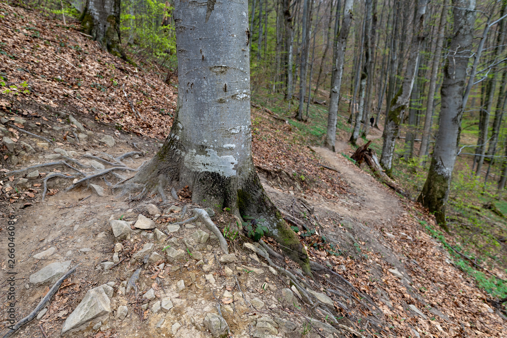 Empty trail in the mountains of central europe. A path leading high in the mountains. Empty trail in the mountains of central europe. A path leading high in the mountains.
