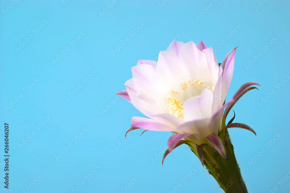 Fototapeta premium SONY DSC