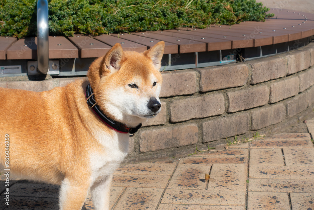 可愛い柴犬の写真 Stock 写真 Adobe Stock