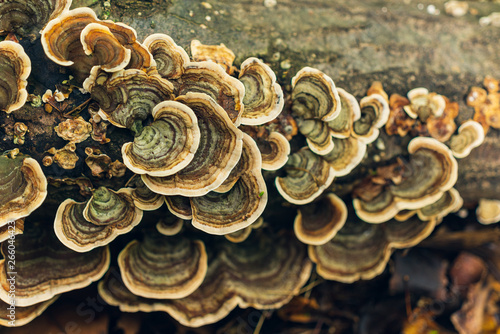 Colorful mushrooms on a log