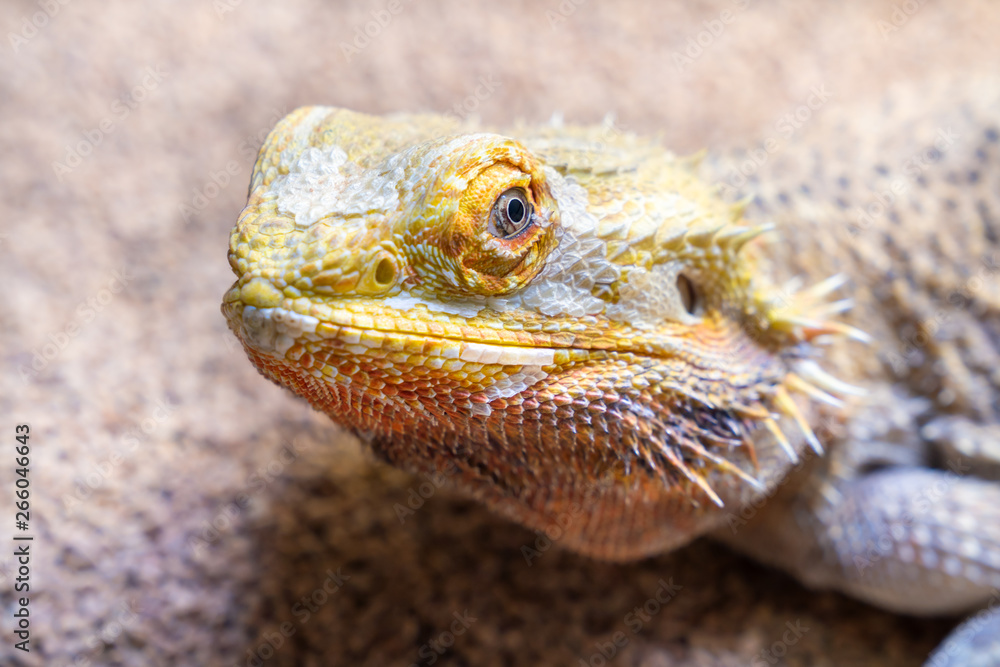 かわいいフトアゴヒゲトカゲの写真 Stock 写真 Adobe Stock