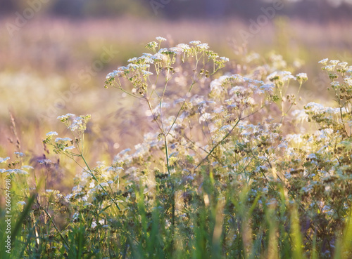  white flowers in a field