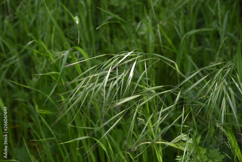 Wild oat / Avena fatua