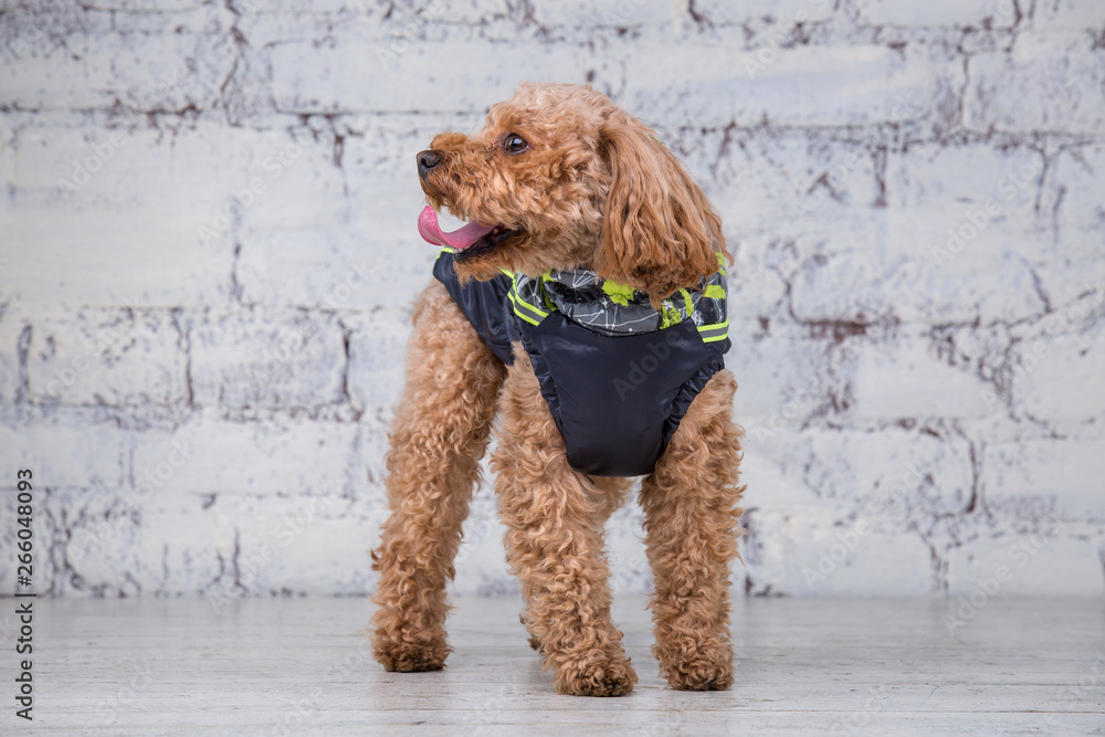 toy poodle clothes