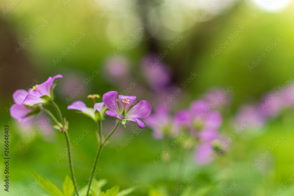 Wild geranium, geranium maculatum, blooming in the Spring. Wild geranium, geranium maculatum, blooming in the Spring.