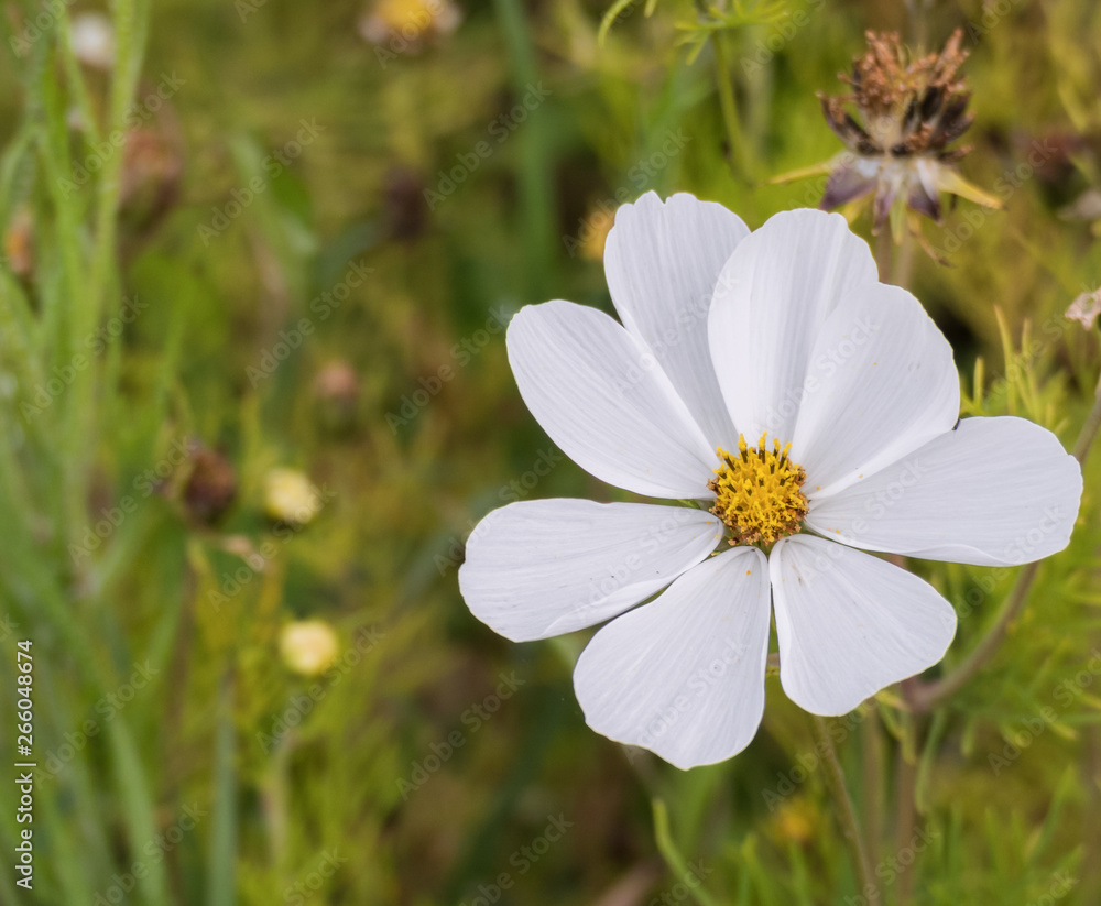 white flower Cosmos bipinnatus
