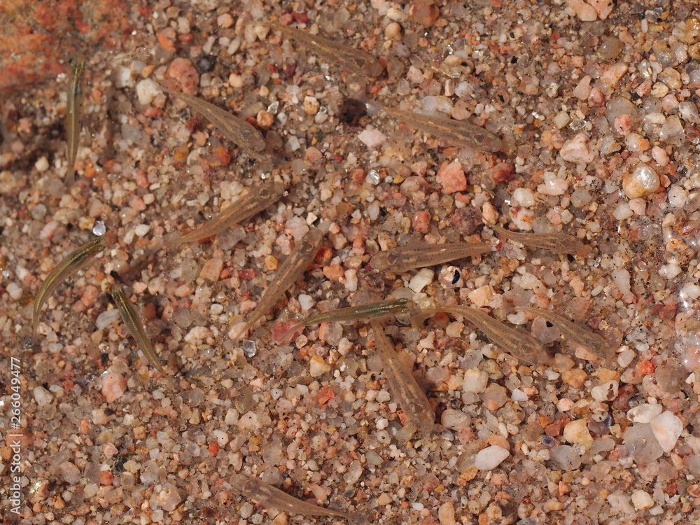 Mojarra fish (Astyanax fasciatus) in the San Antonio river, Cuesta Blanca, Cordoba, Argentina. Mojarra fish (Astyanax fasciatus) in the San Antonio river, Cuesta Blanca, Cordoba, Argentina.