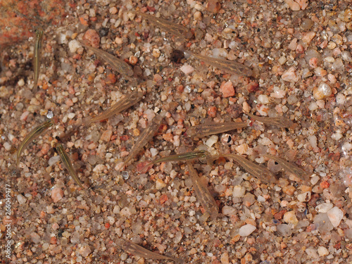 Mojarra fish  Astyanax fasciatus  in the San Antonio river  Cuesta Blanca  Cordoba  Argentina.