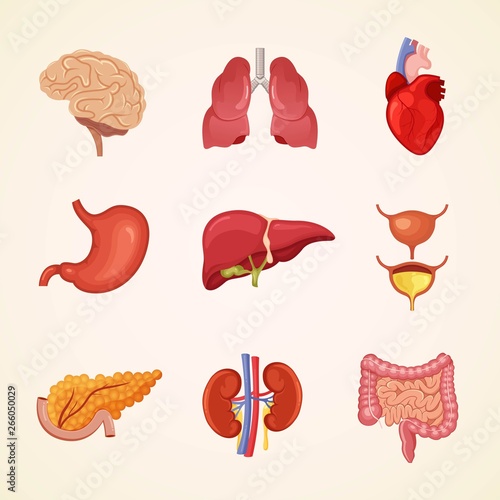  Human internal organs anatomy