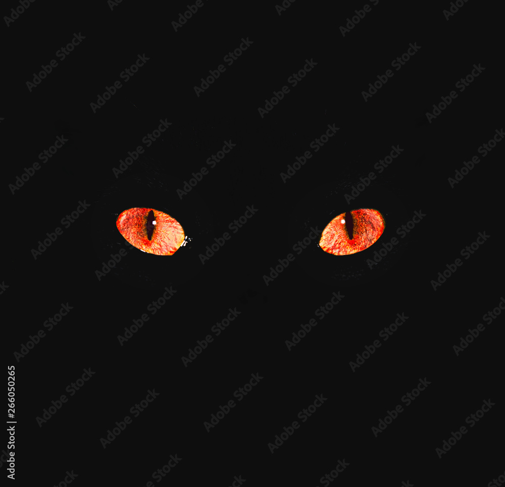 A cat's red eyes glow brightly in the dark, conveying an atmosphere of menace and fear A cat's red eyes glow brightly in the dark, conveying an atmosphere of menace and fear