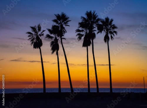 Sunset Palm Tree Silhouette 