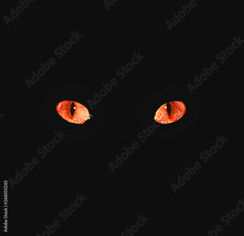 A cat's red eyes glow brightly in the dark, conveying an atmosphere of menace and fear photo