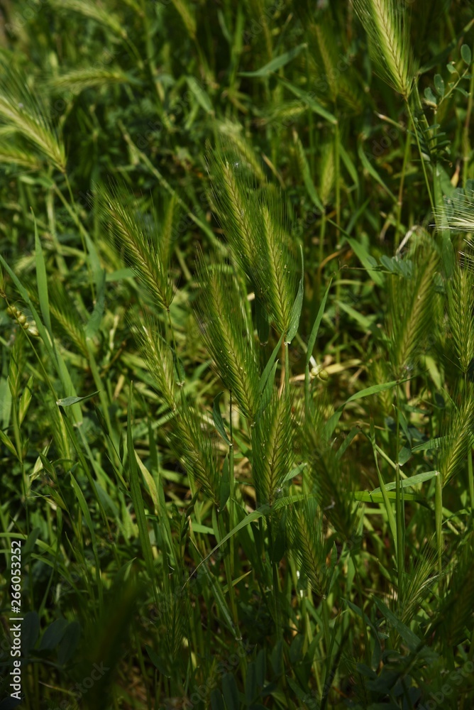 Obraz premium Wall barley grass