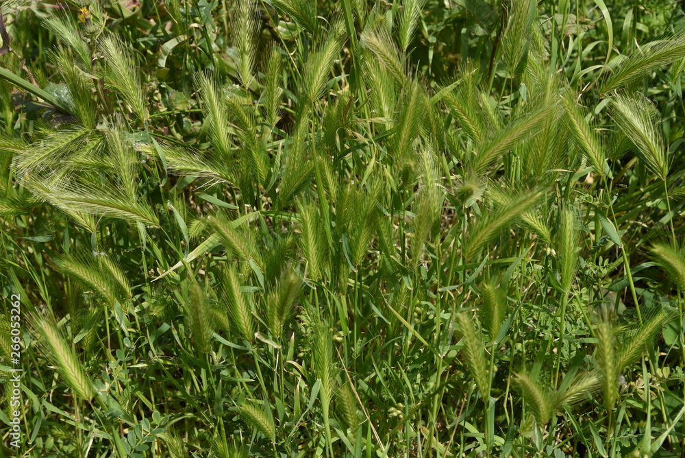 Obraz premium Wall barley grass