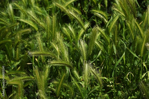 Wall barley grass