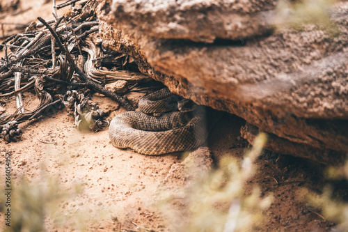 Utah Rattlesnake 