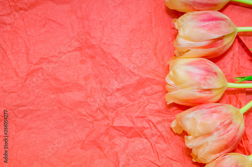 Copy space with blooming yellow and coral tulips a coral background. Place for text. Background for design.