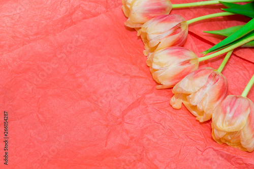 Copy space with blooming yellow and coral tulips a coral background. Place for text. Background for design.