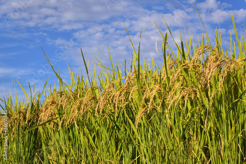 Rice filed  the harvest season