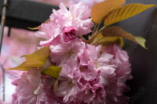 pink cherry blossoms 