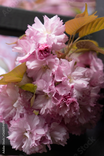 pink cherry blossoms 