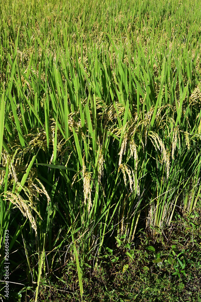 Obraz premium Rice filed, the harvest season