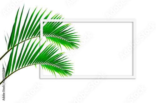 Square frame, Creative layout made  green leaf of Coconut palm tree isolated on white background .with paper card note. Blank for advertising card or invitation. Nature concept. Fern leaf in Forest. S