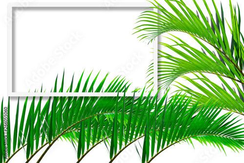 Square frame, Creative layout made green leaf of Coconut palm tree isolated on white background .with paper card note. Blank for advertising card or invitation. Nature concept. Fern leaf in Forest. S