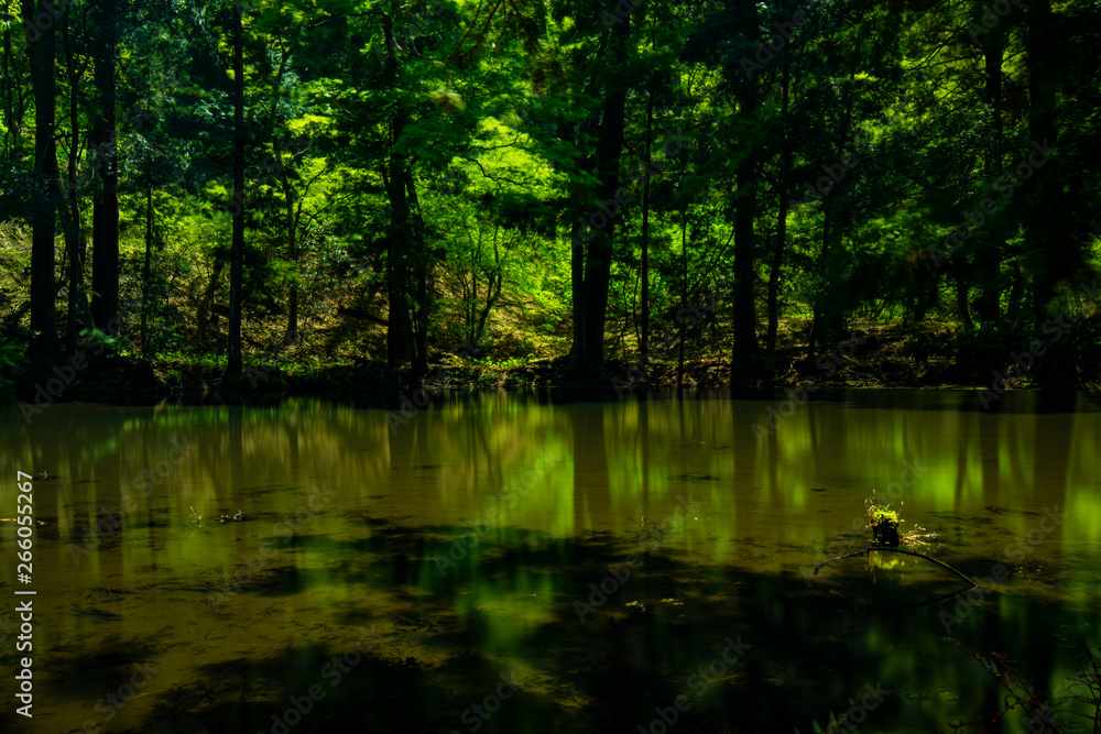 Green Reflections