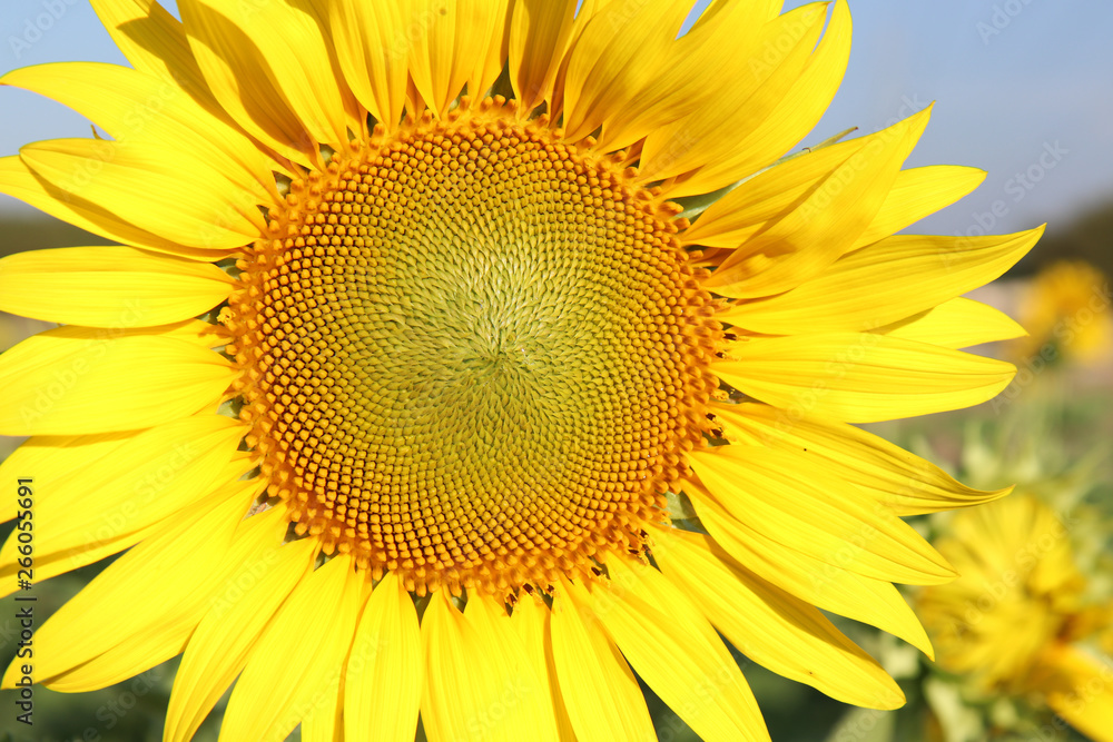 Sunflowers garden Sunflowers garden