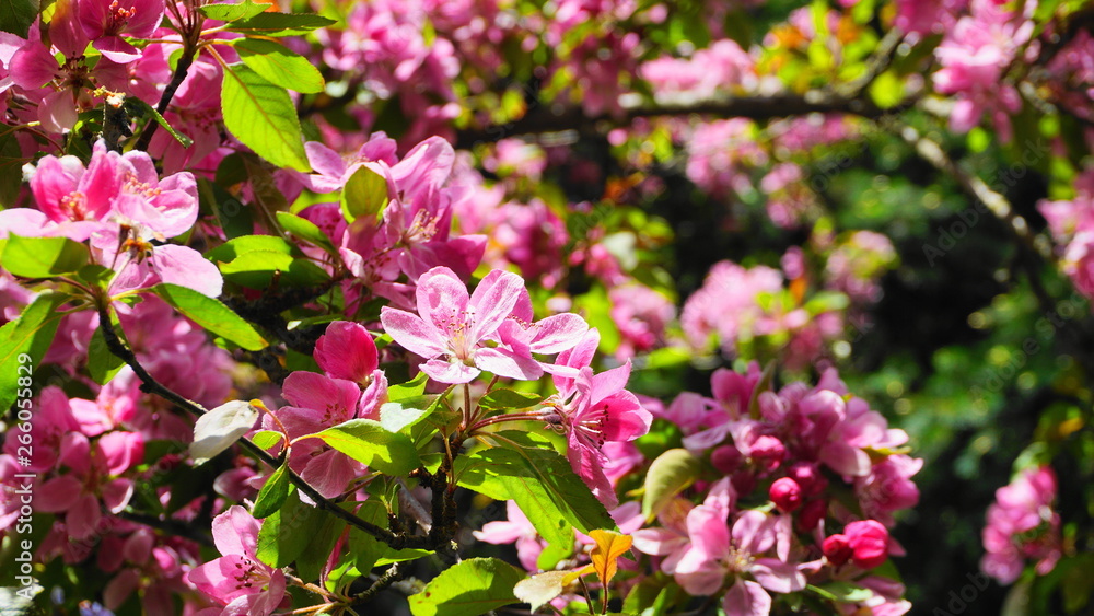Malus Royalty Crabapple tree with flowers in the morning sun close up. Apple blossom. Spring background. Malus Royalty Crabapple tree with flowers in the morning sun close up. Apple blossom. Spring background.