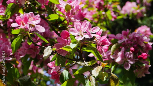 Wallpaper Mural Malus Royalty Crabapple tree with flowers in the morning sun close up.  Apple blossom. Spring background. Torontodigital.ca