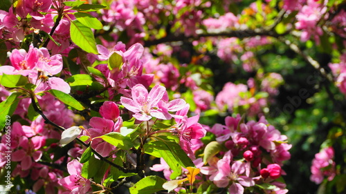 Malus Royalty Crabapple tree with flowers in the morning sun close up. Apple blossom. Spring background.