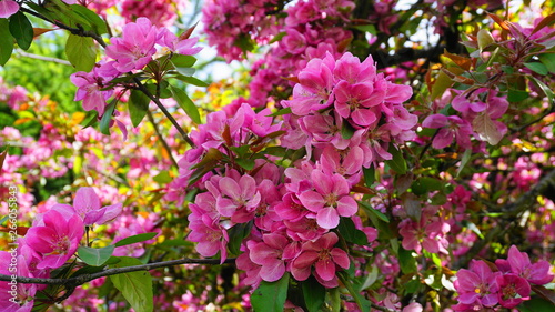 Malus Royalty Crabapple tree with flowers in the morning sun close up.  Apple blossom. Spring background.