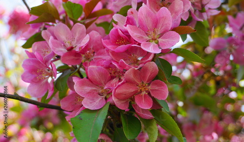 Malus Royalty Crabapple tree with flowers in the morning sun close up.  Apple blossom. Spring background.
