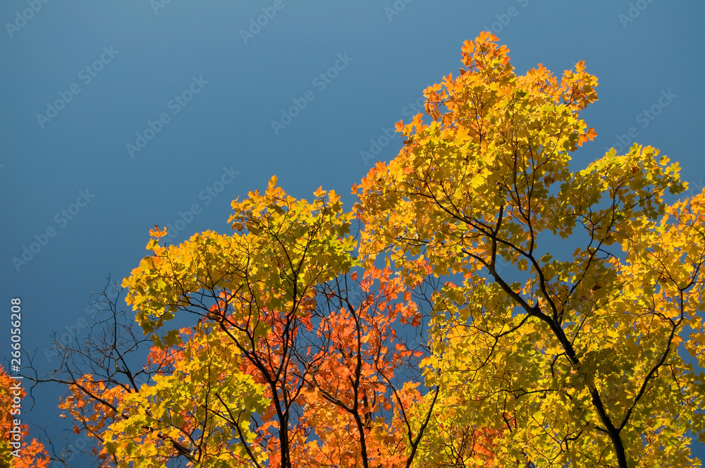 Beautiful Yellow and Red Maple Leaves with Blue Sky Beautiful Yellow and Red Maple Leaves with Blue Sky