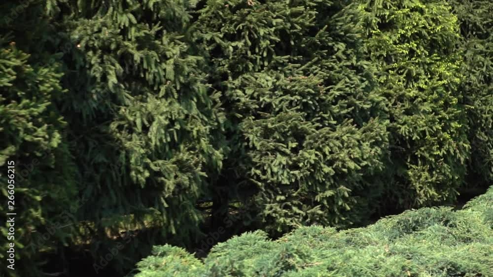 A row of coniferous trees in a public park. Ornamental plants in the ornamental garden. Exterior and landscape design. Camera moving A row of coniferous trees in a public park. Ornamental plants in the ornamental garden. Exterior and landscape design. Camera moving