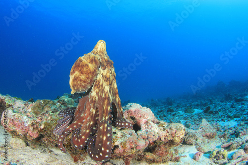 Reef Octopus underwater on coral reef 