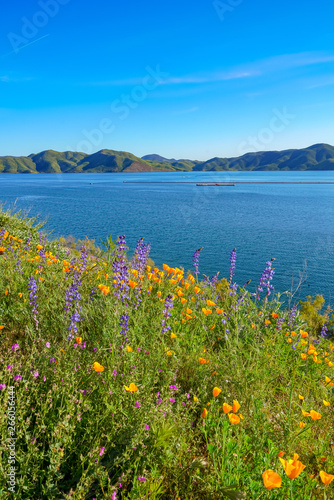 Lake and Wild Flowers 