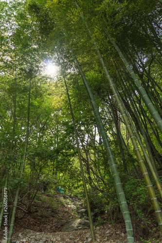 Sunlight reflected between bamboo groves