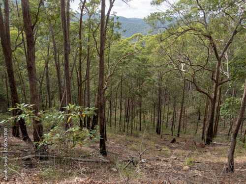 Forest View