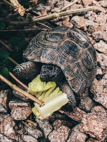 Russian tortoise 