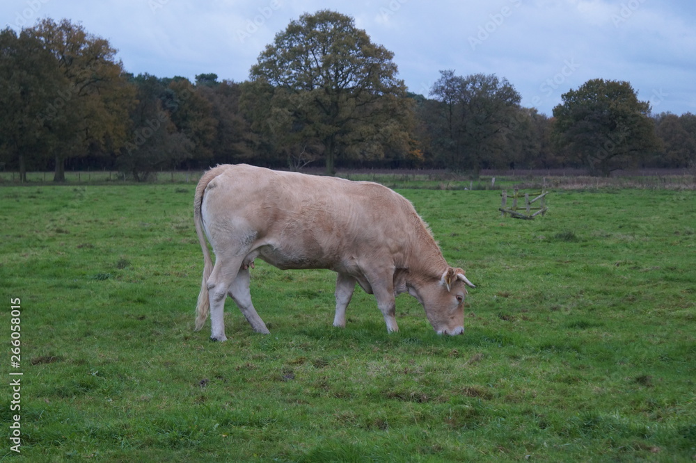 cow in a field