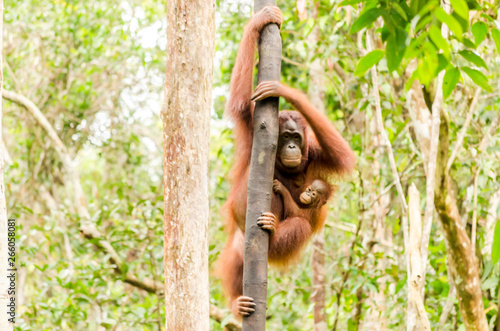 Tanjung Puting Orangutan
