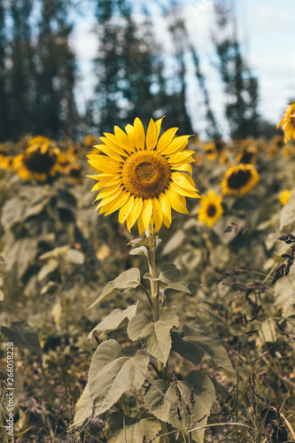 sun flower field ohio 