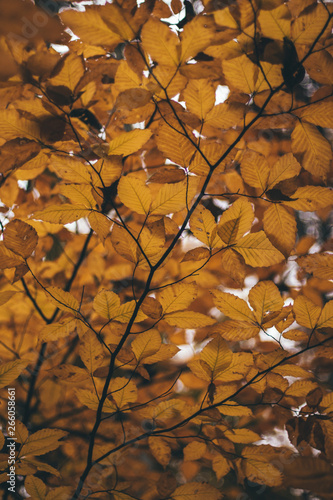 fall leaves 