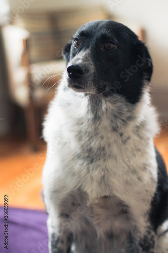Sitting Dog