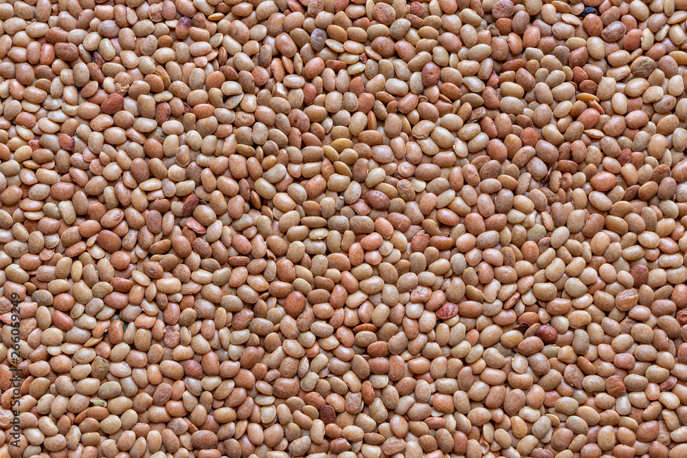 Lentils or whole Sabut Masoor dal, closeup