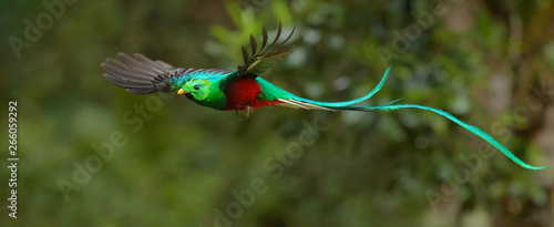 quetzal en vuelo photo